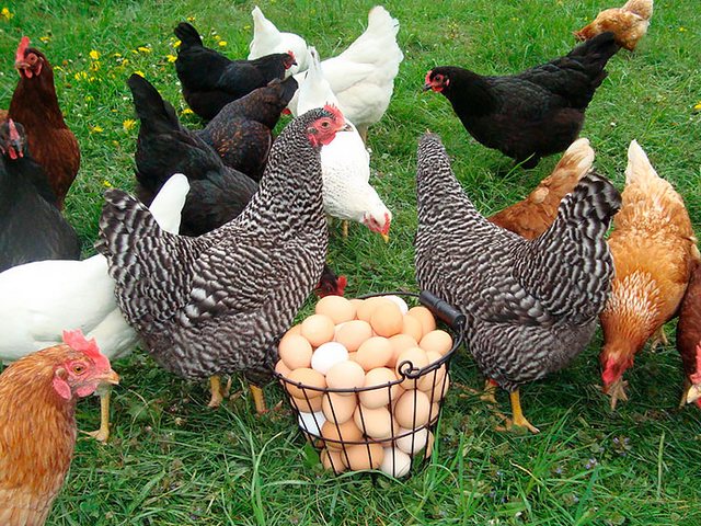 Содержание кур и уход за ними | ЗооТом - продажа, вязка и услуги для животных в Арамиле