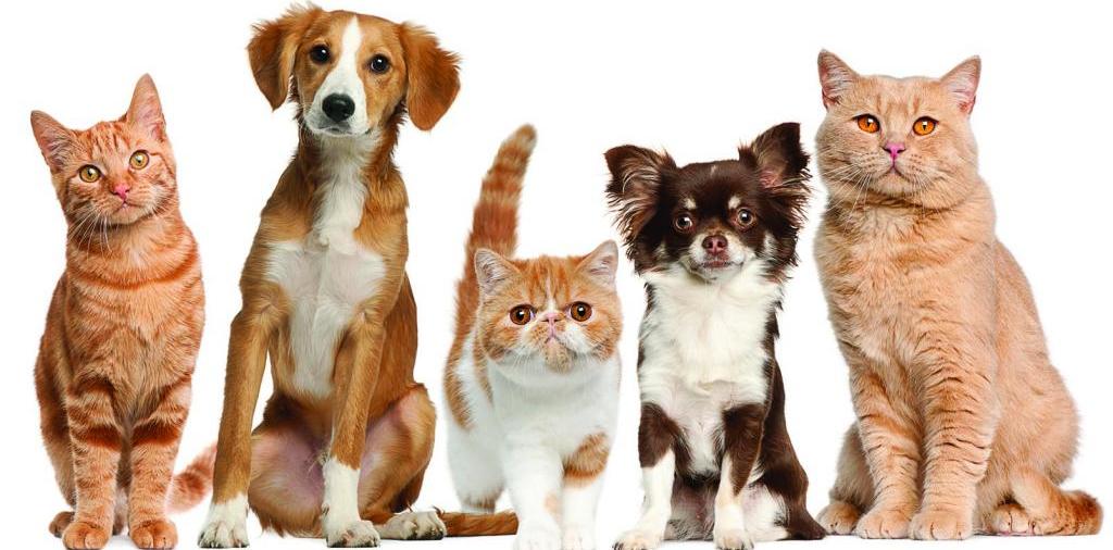 Доска объявлений о животных | ЗооТом - продажа, вязка и услуги для животных в Арамиле