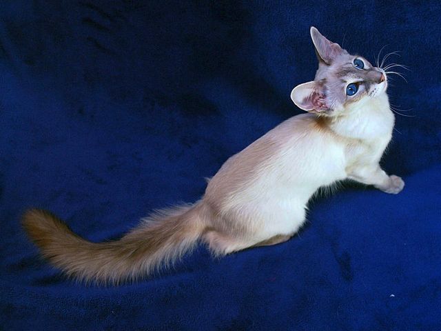 Выведенные породы кошек в Арамиле | ЗооТом портал о животных