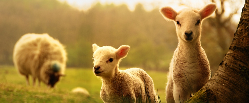 Объявления о сельскохозяйственных животных | ЗооТом - продажа, вязка и услуги для животных в Арамиле