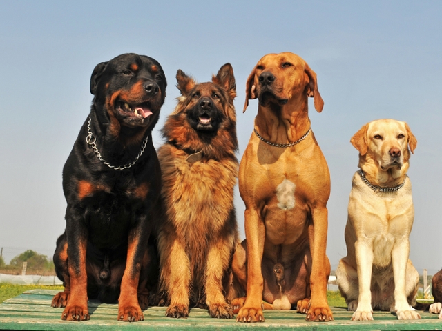Крупные породы собак в Арамиле | ЗооТом портал о животных
